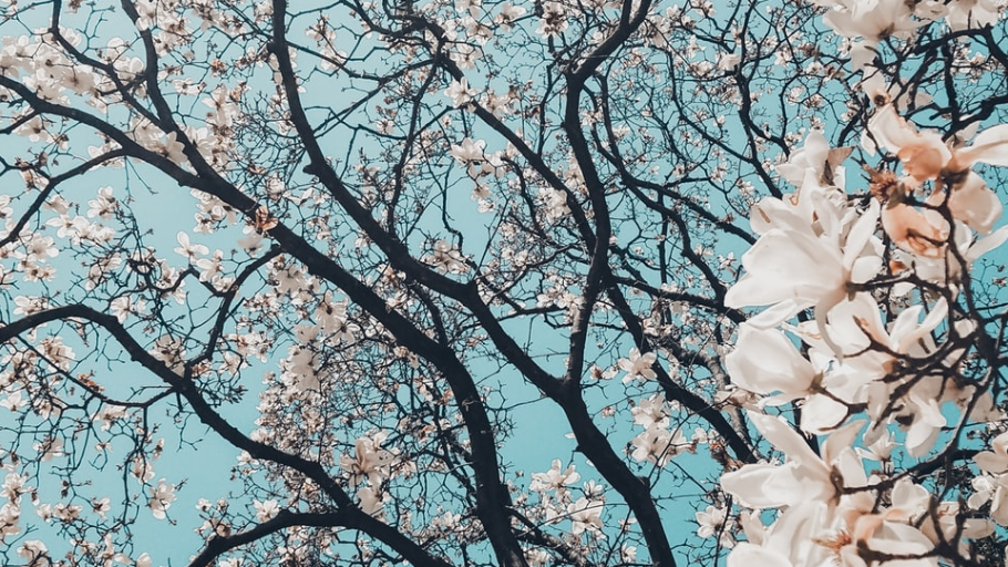 Energetics of Spring
